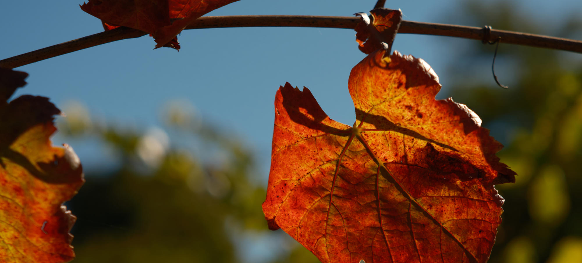 Banner Vite Vitigno